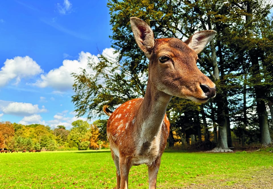 Lindenthaler Tierpark